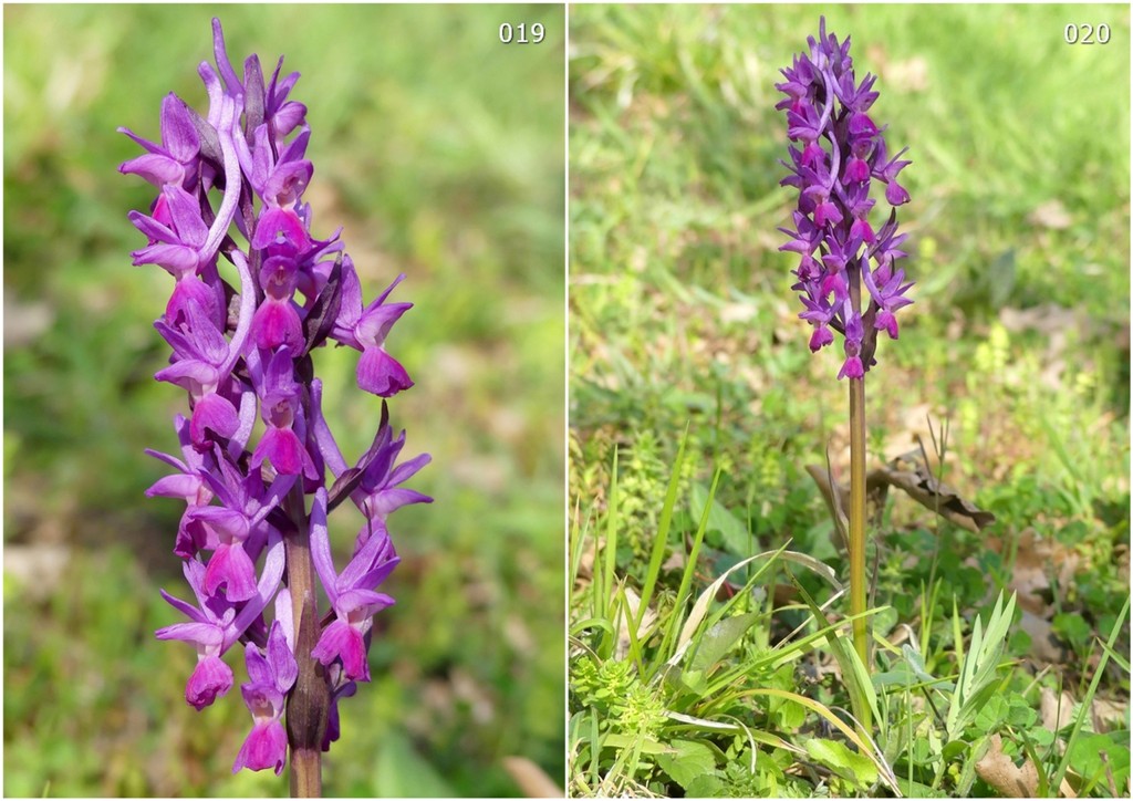 Dactylorhiza romana in una splendida variabilit - provincia di Caserta marzo 2019